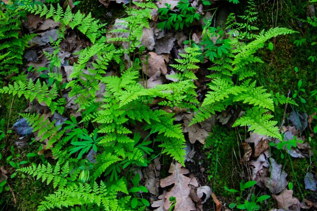 Fougère en forêt