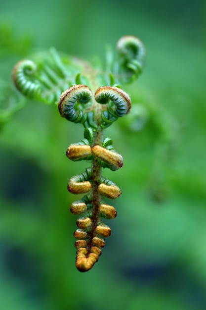 Fougère jeunes frondes Pteridium aquilinum vue verticale