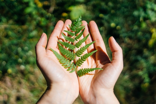 Photo fougère tenue en main feuille de palmier dans la nature