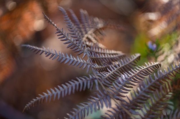 Fougère tordue sèche dans la forêt