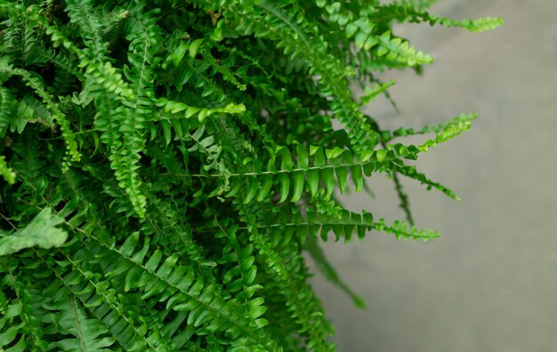 Fougère tropicale sauvage avec des feuilles vertes gros plan