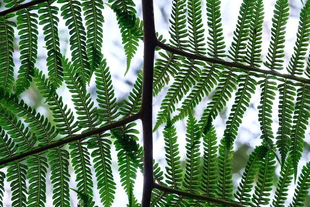 Fougère vert foncé dans le parc national de thaïlande