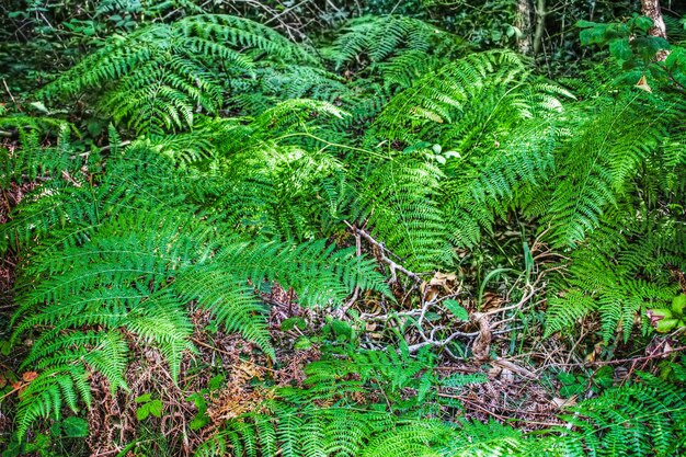 Fougère verte dans la forêt Sardaigne