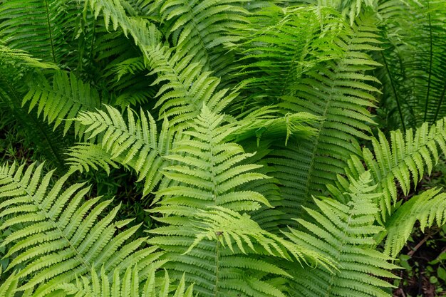 Photo la fougère verte dans une forêt