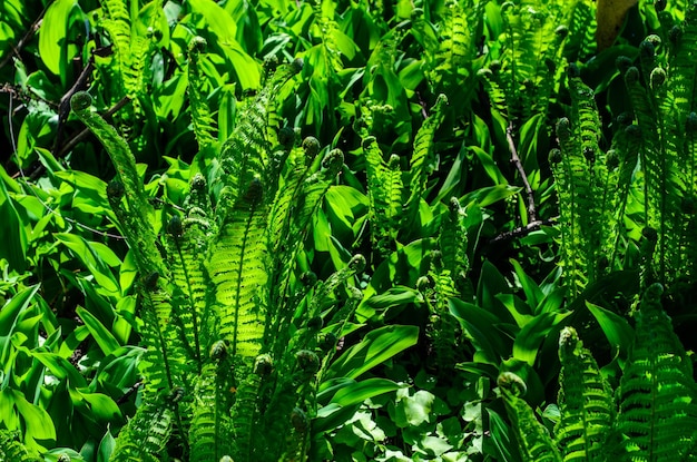 Fougère verte dans une forêt