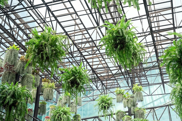 Fougères aux feuilles vertes dans des paniers suspendus Charmant jardin suspendu d'intérieur Plantes de fougères de Boston en suspension