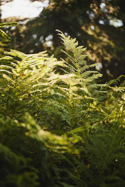 Fougères dans la forêt au soleil du soir. Contexte botanique