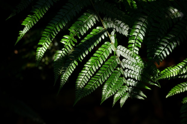 Fougères dans la forêt, parc national de Doi Inthanon, Thaïlande. Fougère florale naturelle au soleil.