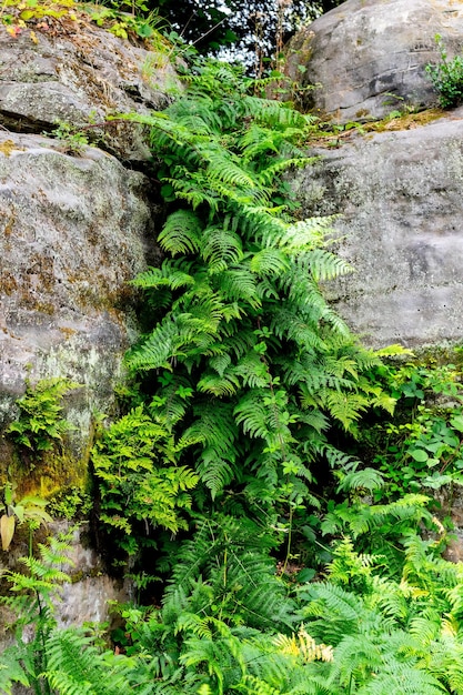 Photo des fougères entre les rochers