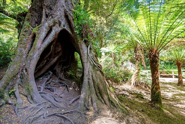 Fougères à Maits Rest Great Otway National Park