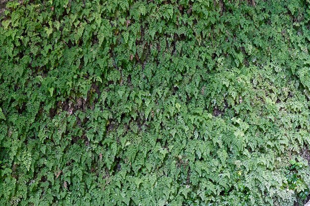 Fougères murales vertes vivantes de jardin vertical