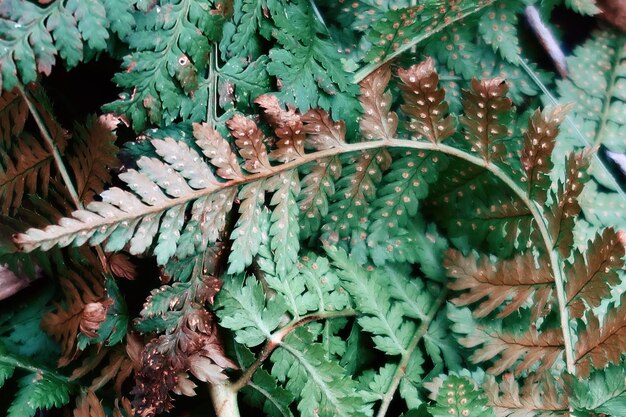 Photo des fougères vertes dans la forêt