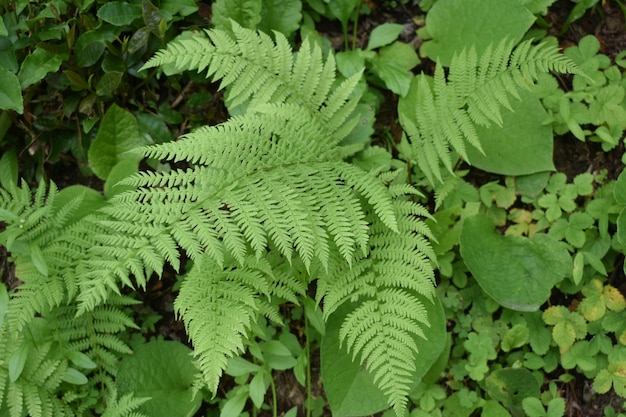 Fougères vertes fraîches sur le sol forestier