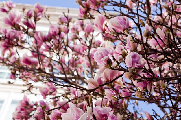 Foule de branches de magnolia en fleurs avec un bâtiment en arrière-plan