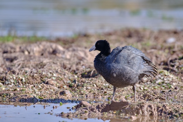 Foulque des Andes Fulica ardesiaca