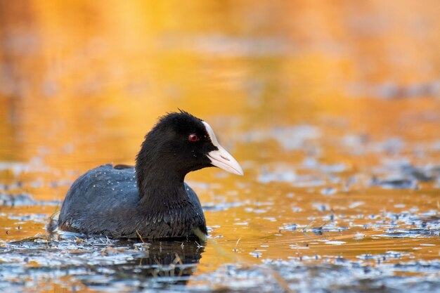 Foulque eurasienne Fulica atra dans la belle lumière du soir