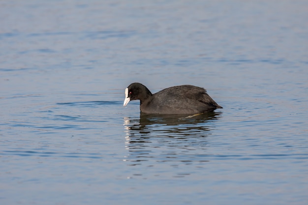 Foulque macroule (Fulcia atra) nager sur le lac à la réserve naturelle de Warnham