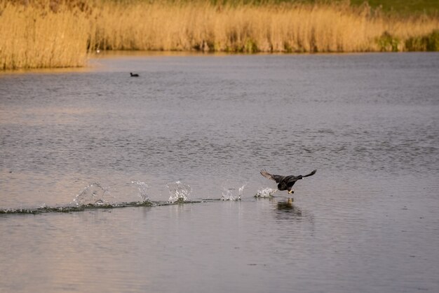 Foulque macroule (fulcia atra) qui traverse l'eau