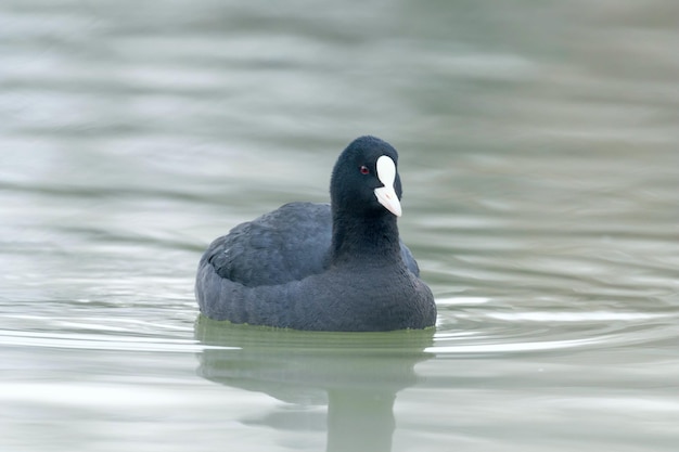 Foulque macroule (Fulica atra) Close up Foulque macroule