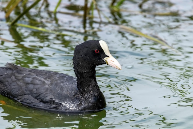 Foulque macroule (Fulica atra) Close up Foulque macroule