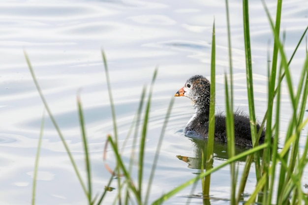 Foulque macroule (Fulica atra) Natation