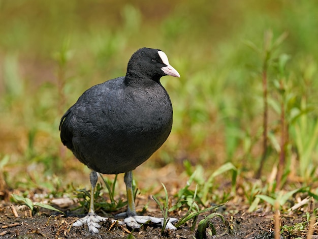 Foulque macroule Fulica atra