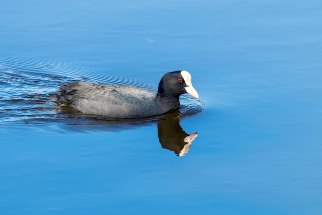 Foulque macroule à la surface de l'eau