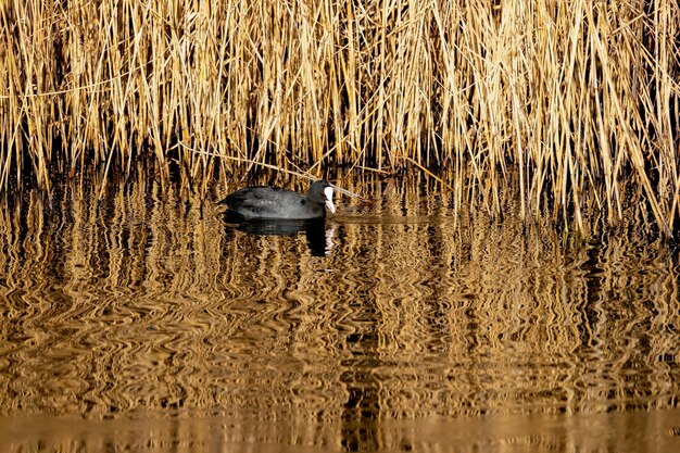 Foulque nageant dans les reflets dorés