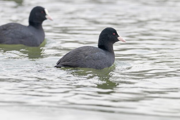 Foulques nageuses (Fulica atra) Close up Foulques eurasiennes