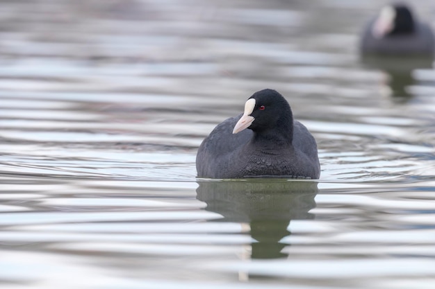 Foulques nageuses (Fulica atra) Close up Foulques eurasiennes