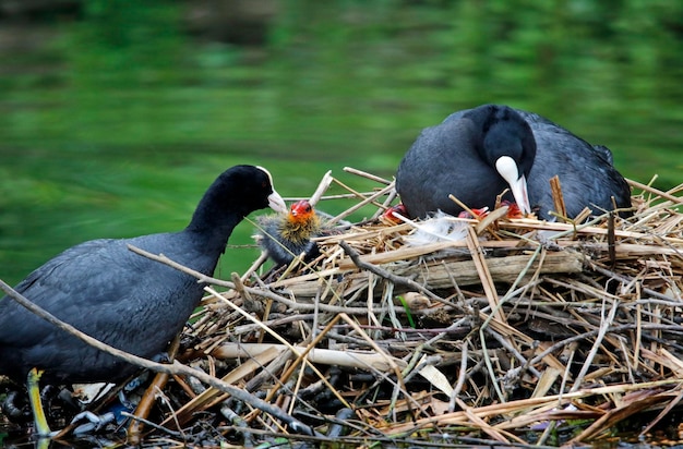 Foulques nichant avec leurs poussins sur un lac