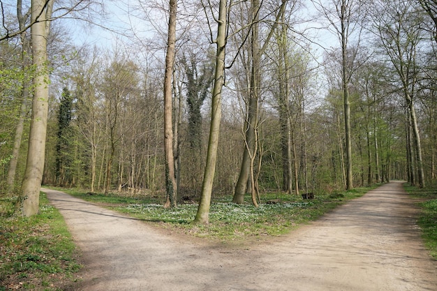 Fourche dans un chemin forestier