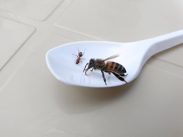 Fourmi et abeille mangeant de l'eau sucrée à la cuillère Abeille en gros plan buvant de l'eau à la cuillère