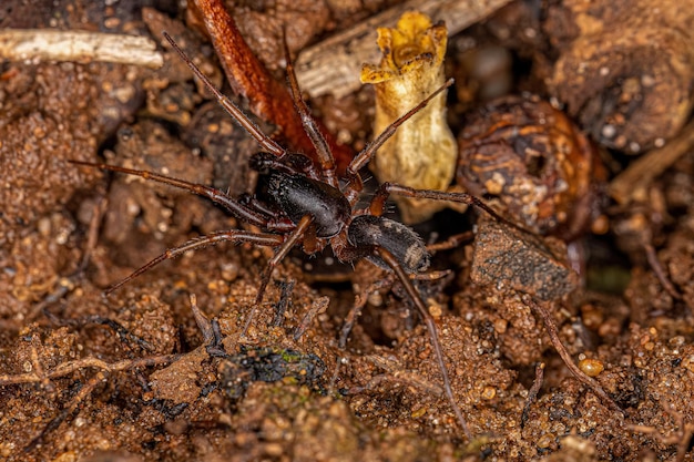 Fourmi adulte mâle imitant l'araignée sac