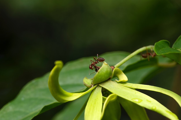 Photo une fourmi sur un cananga odorata vert, fleur parfumée et aromatique