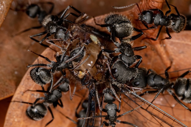 Photo fourmi charpentière adulte du genre camponotus s'attaquant à un insecte