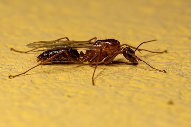 Fourmi charpentière ailée mâle adulte