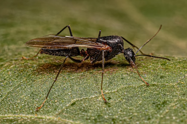 Fourmi charpentière ailée mâle adulte