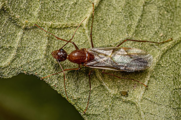 Fourmi charpentière ailée mâle adulte