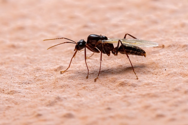 Fourmi charpentière du genre Camponotus