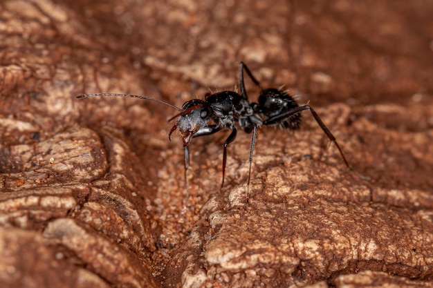 Photo fourmi charpentière femelle adulte du genre camponotus