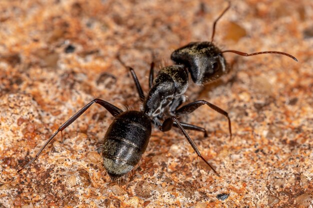 Fourmi charpentière femelle adulte du genre Camponotus