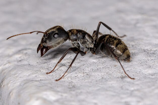 Photo fourmi charpentière femelle adulte du genre camponotus