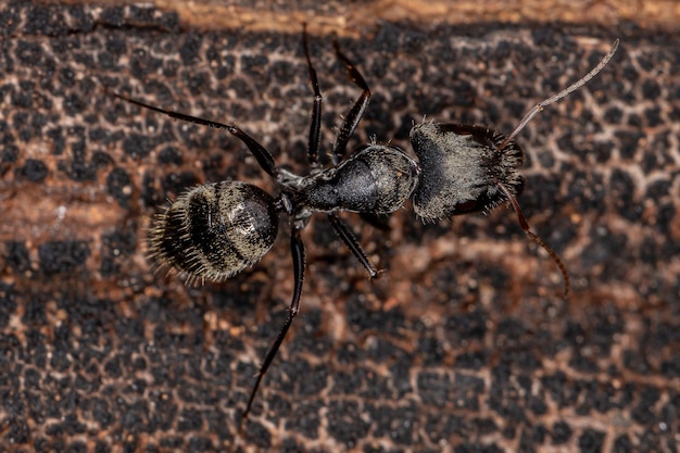 Fourmi charpentière femelle adulte du genre Camponotus