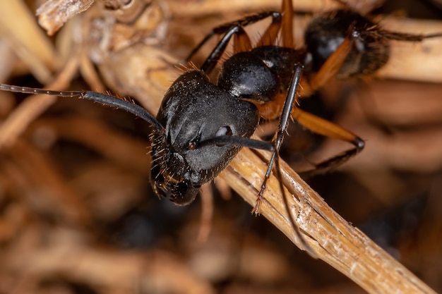 Fourmi charpentière femelle adulte du genre Camponotus