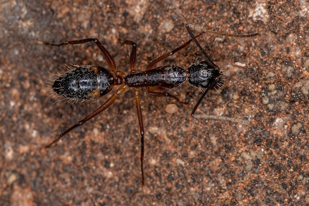 Fourmi charpentière femelle adulte du genre Camponotus