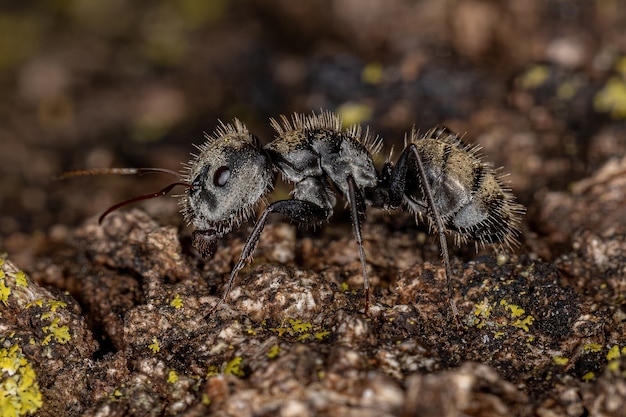 Fourmi charpentière femelle adulte du genre Camponotus