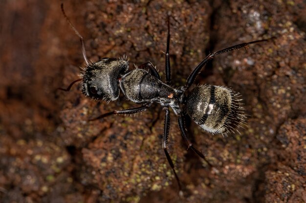 Fourmi charpentière femelle adulte du genre Camponotus