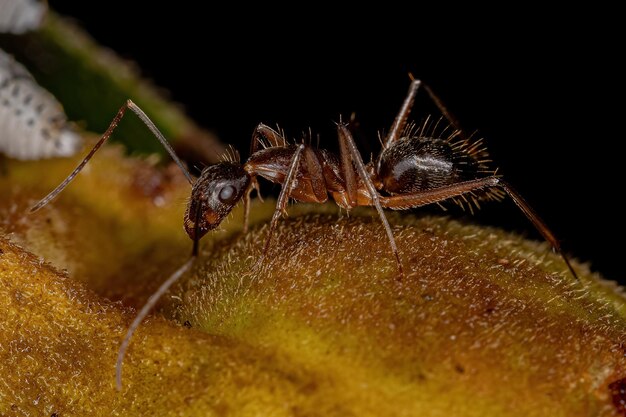 Fourmi charpentière femelle adulte du genre Camponotus