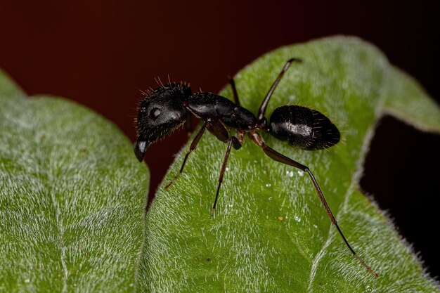 Fourmi charpentière femelle adulte du genre Camponotus